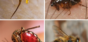 Pravidla první pomoci pro bodnutí hmyzem: co dělat jako první