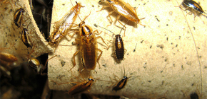 Jak zabít šváby v bytě a komu svěřit dezinsekci