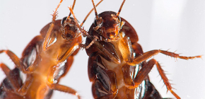 Jaký je nejúčinnější lék na šváby?