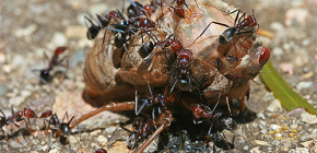 Co mravenci jedí