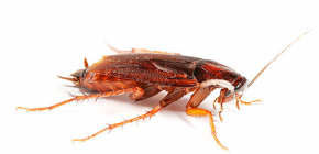 Čím lépe otrávit šváby v bytě?