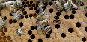Použití tinktury včelího můry pro léčbu onemocnění