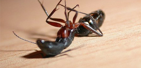 Výběr léku na domácí mravence v bytě