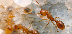 Jak se dostat mravenci z bytu