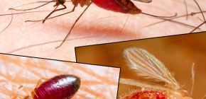 Kousnutí různých druhů hmyzu a jejich fotografie