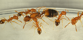Odkud pocházejí mravenci z domu a musíte se jich bát