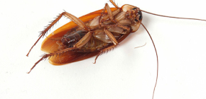 Jak se zbavit invaze švábů doma