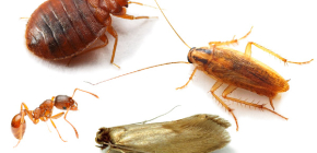 Jak bojovat s domácím hmyzem v bytě