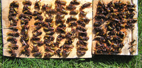 Jak efektivně řešit sršeň a přivést je na chalupu nebo včelín