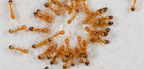 Jak se můžete zbavit domácích mravenců