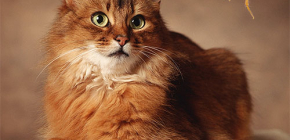 Jak se zbavit blech od kočky: ošetřujeme vaše mazlíčky sami