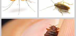 Insekticidní repelenty proti hmyzu v domácnosti: přehled léků