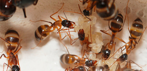 Bojujeme s domácími mravenci v bytě