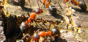 Jak se mravenci připravují na zimu