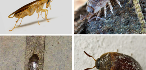 Typy hmyzu, které mohou žít v bytě, a jejich fotografie