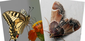 Proč můra nemá proboscis - není to motýl?