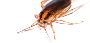 Efektivní lék na šváby Global (Globol)