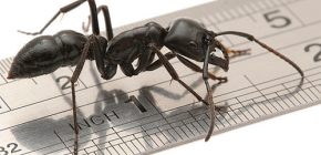 Kolik nohou mají mravenci?