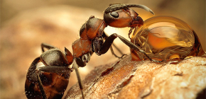 Fotografie různých druhů mravenců a zajímavé rysy jejich života