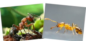 O červených lesích a domácích mravencích, stejně jako jejich rozdíly