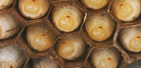 Detaily o larvách vos a charakteristikách jejich životního cyklu