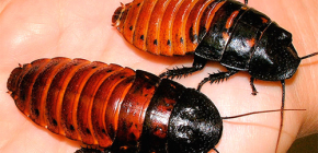 O životě Madagaskaru syčících švábů a jejich údržbě doma