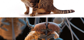 Mají kočky vši a jak odstranit drobné parazity z chlupů