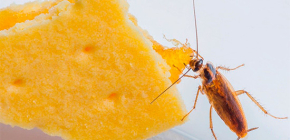 Proč se švábi často nazývají Stasik - původ této přezdívky