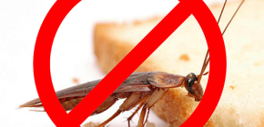 Zničení hmyzu: užitečné tipy a důležité nuance