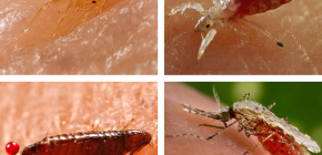 Jaký druh krve sajícího hmyzu lze nalézt v posteli nebo v gauči