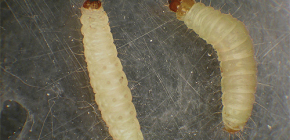 Můry larvy na fotografii a metody jejich řešení