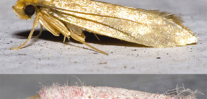 Můra: fotografie různých druhů tohoto hmyzu