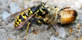 Metody nakládání s vosami ve včelařství: jak zachránit včely před útoky
