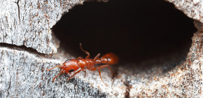 Kolik mravenců obvykle žije a jak je jejich život v mraveniště
