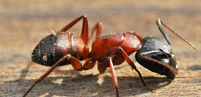 O zabijáckých mravencích