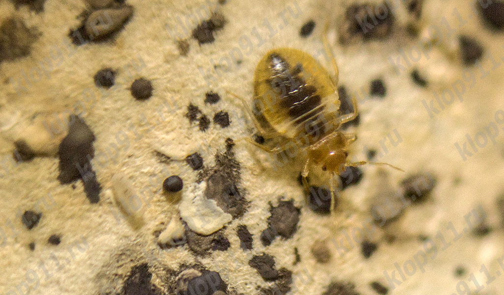 Bed bug larva