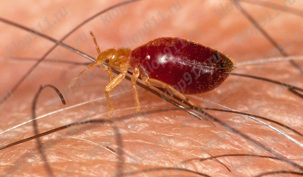 Bug larva po nasycení