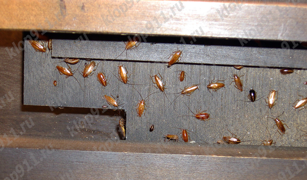 Hnízdo červených švábů v nábytku